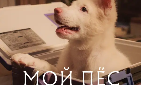 Мой пёс Гохан